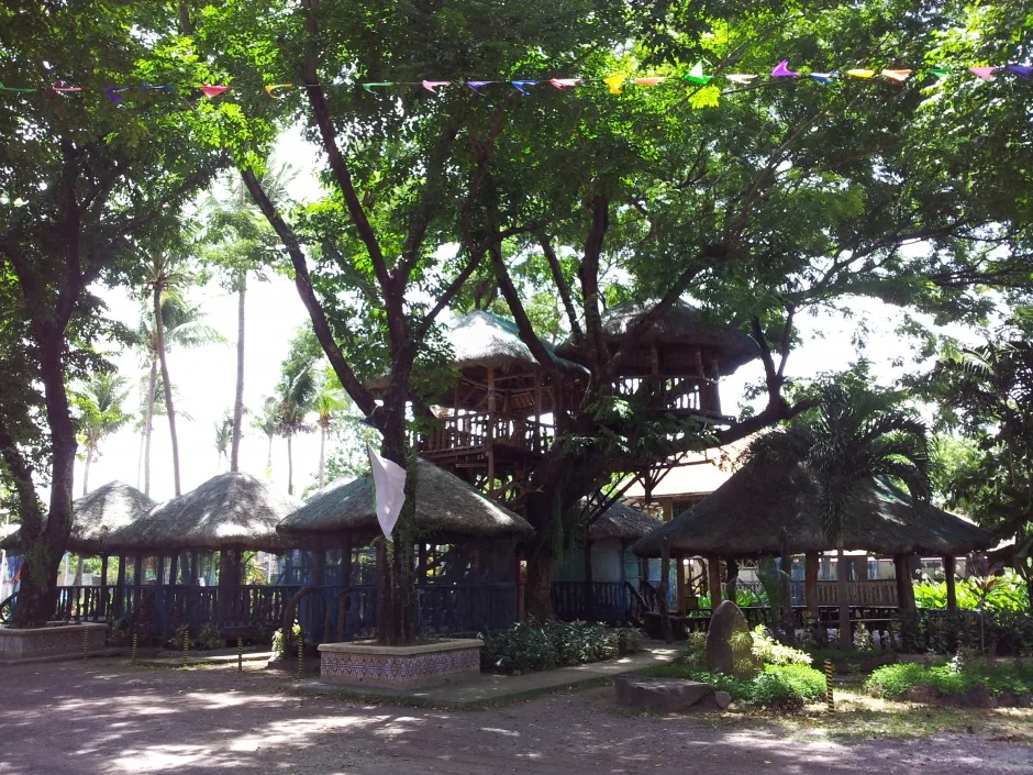 Large shade tree