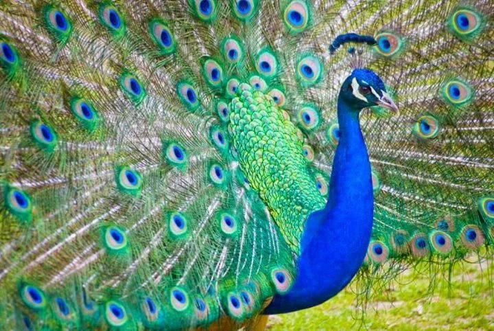 Peacock photographed at the former wildlife area