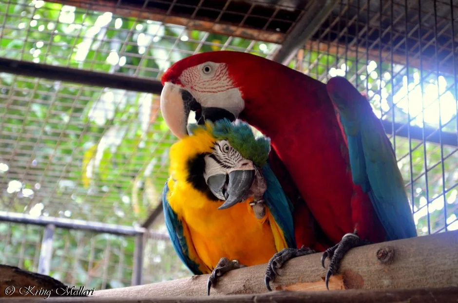 Parrot photographed in the historic La Vista Pansol wildlife area